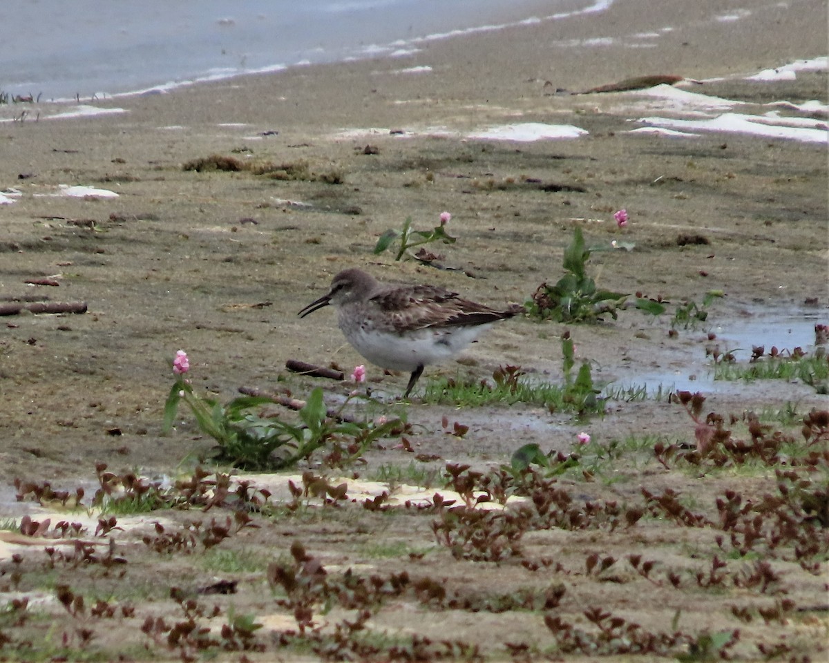 White-rumped Sandpiper - ML609013411