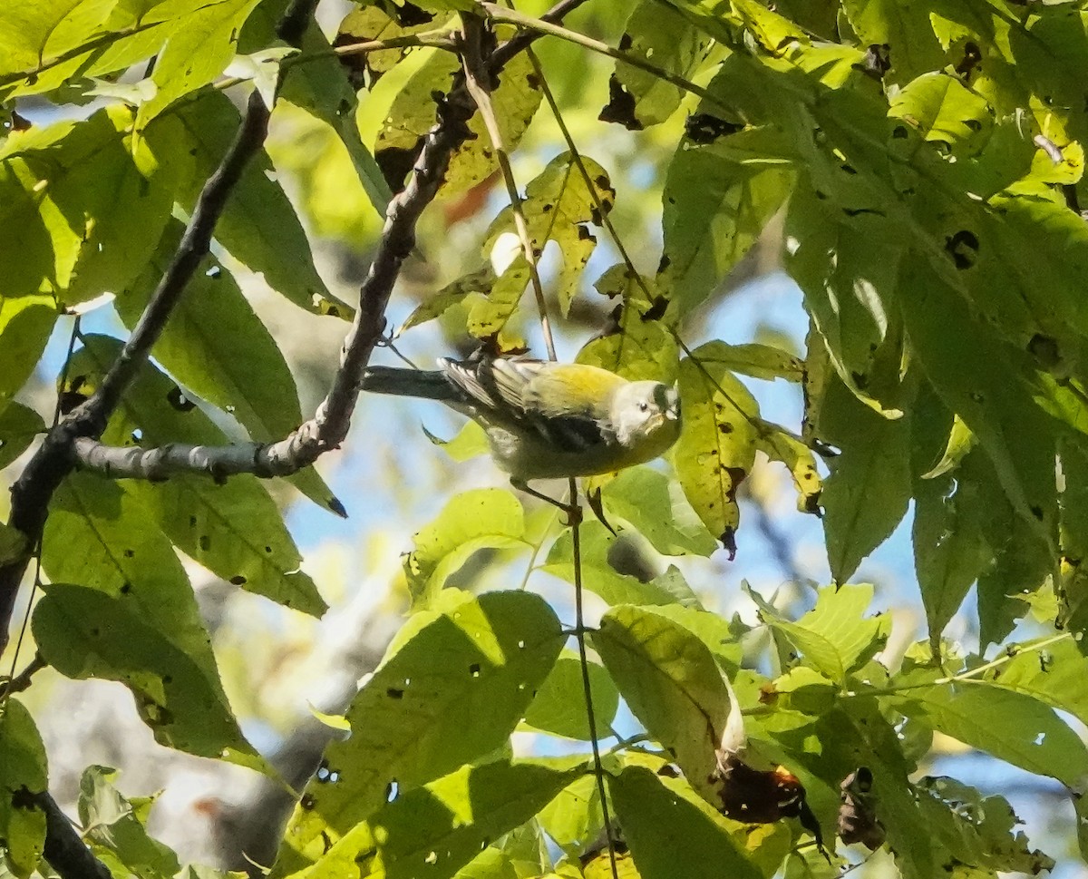 Northern Parula - ML609013412