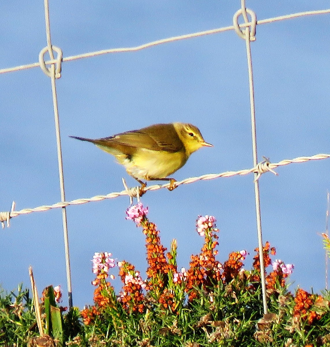 Willow Warbler - ML609013417