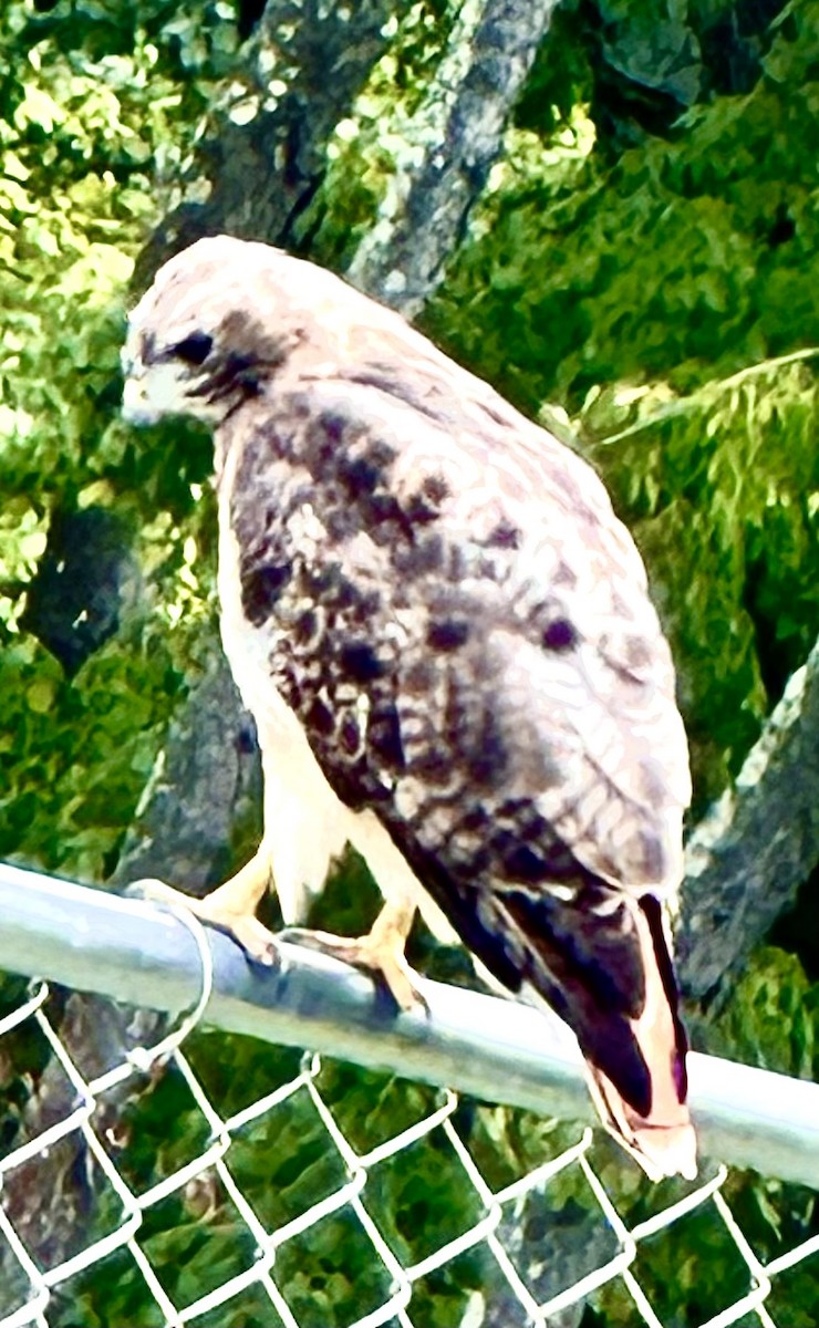 Red-tailed Hawk - ML609013435