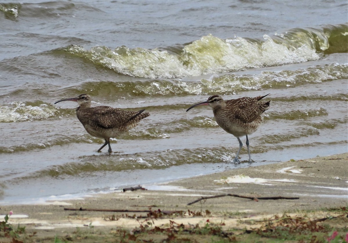Whimbrel (Hudsonian) - ML609013457