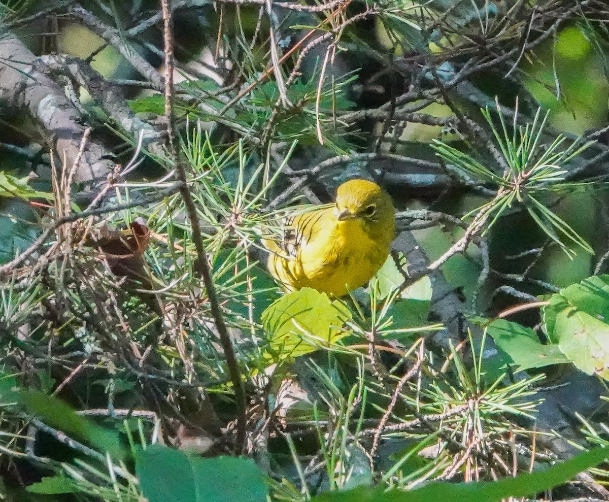 Pine Warbler - ML609013479