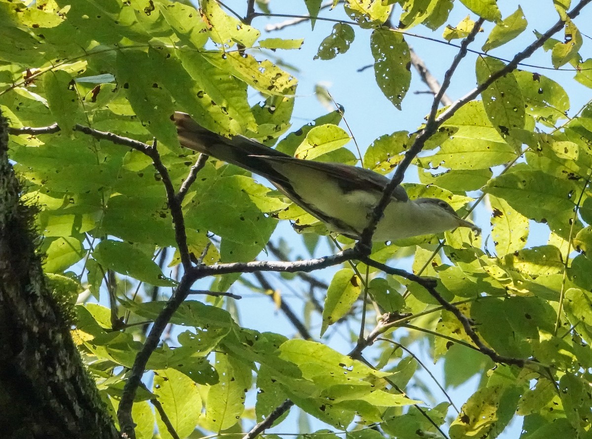 Yellow-billed Cuckoo - ML609013480