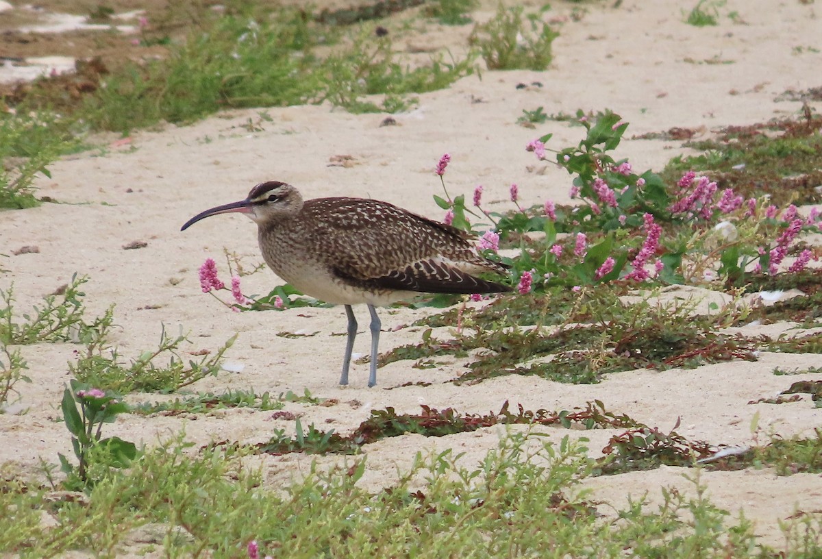 Whimbrel (Hudsonian) - ML609013485