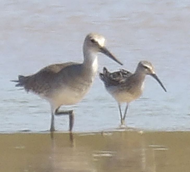 Stilt Sandpiper - ML609013488