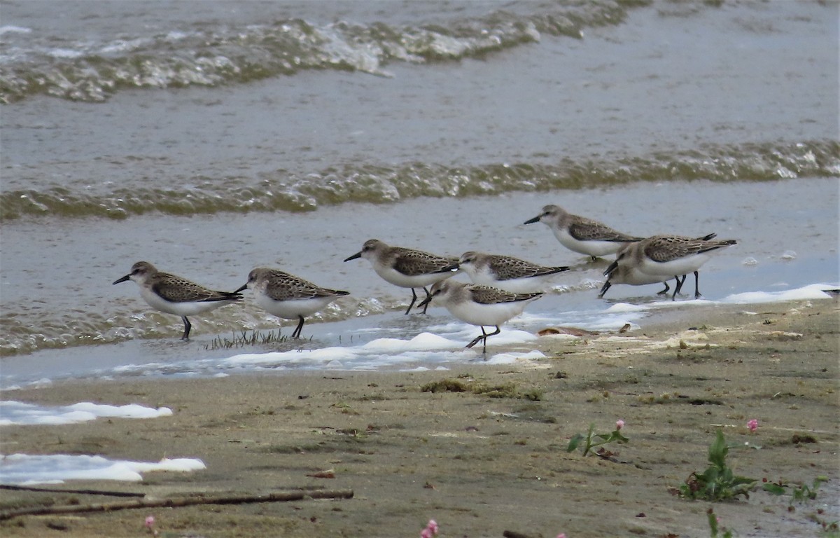 Semipalmated Sandpiper - ML609013493