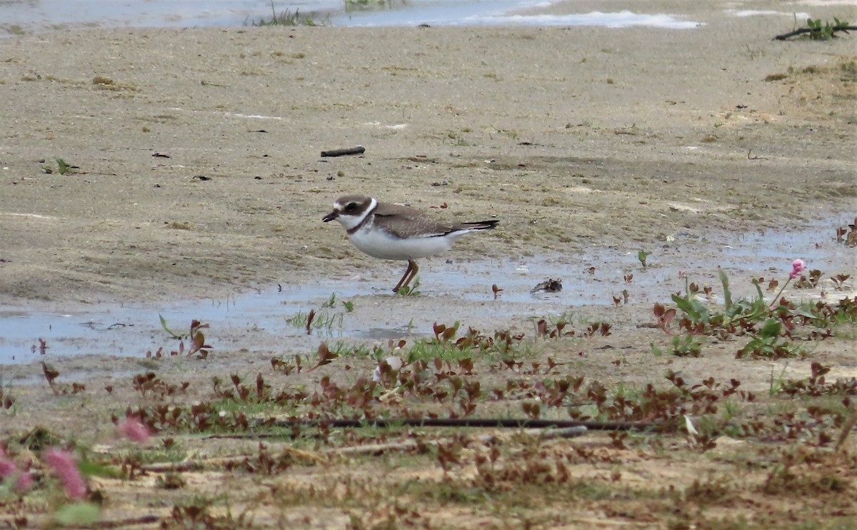 Semipalmated Plover - ML609013550
