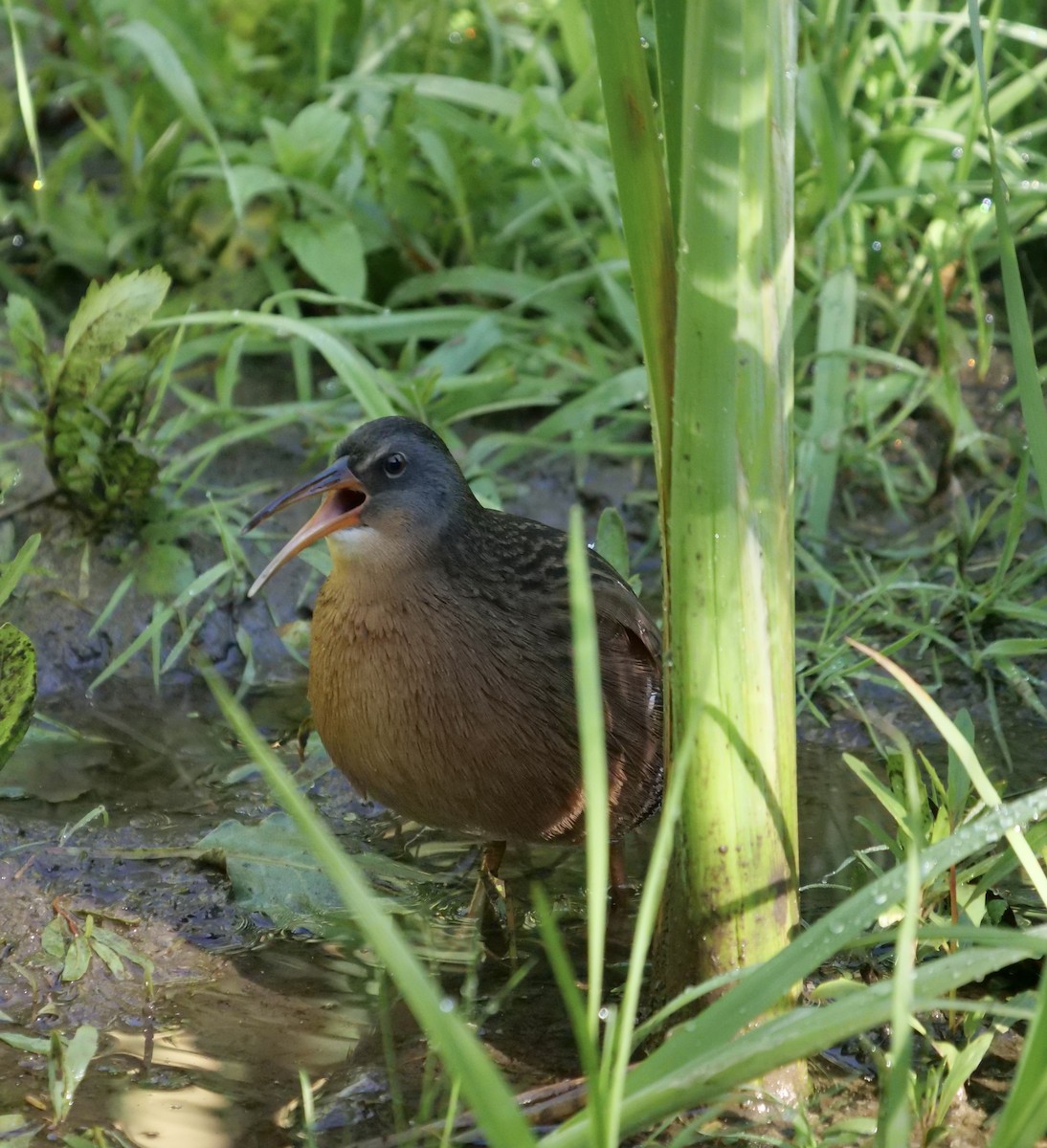 Virginia Rail - ML609013596