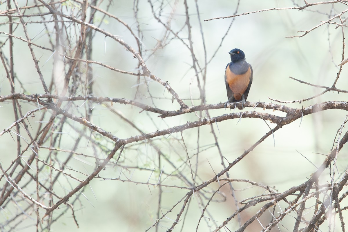 Hildebrandt's Starling - Frédéric Bacuez