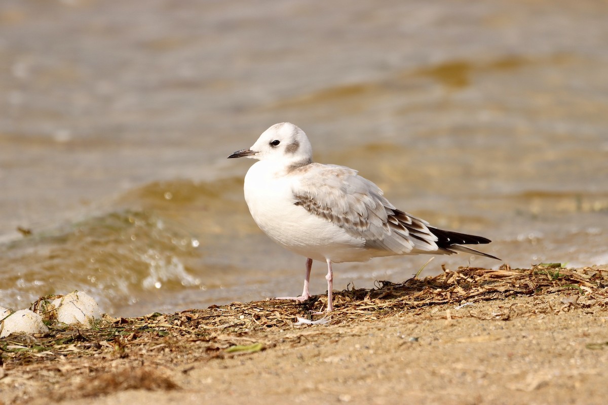 Mouette de Bonaparte - ML609013705