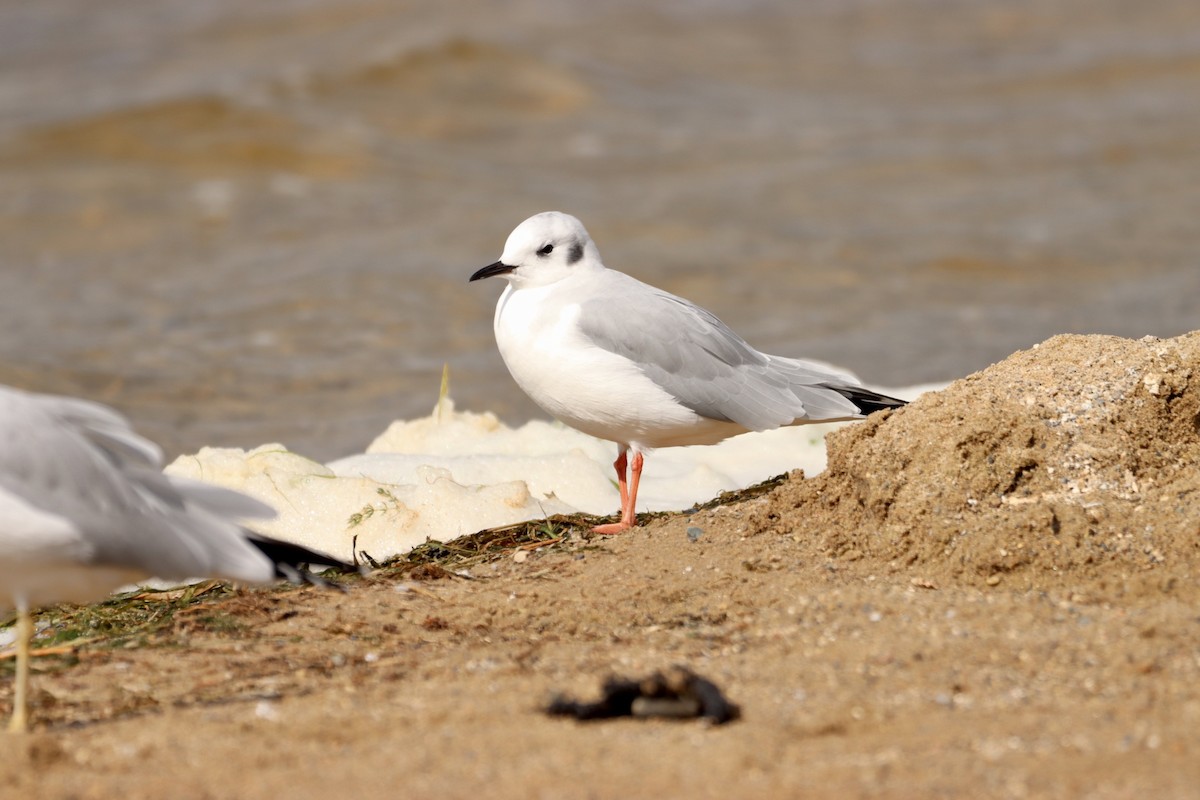 Bonaparte's Gull - ML609013706