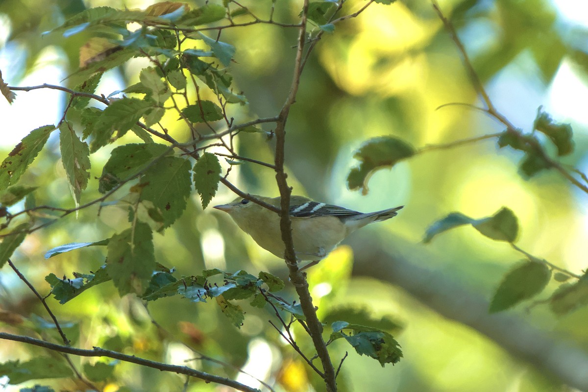 Bay-breasted Warbler - ML609013714