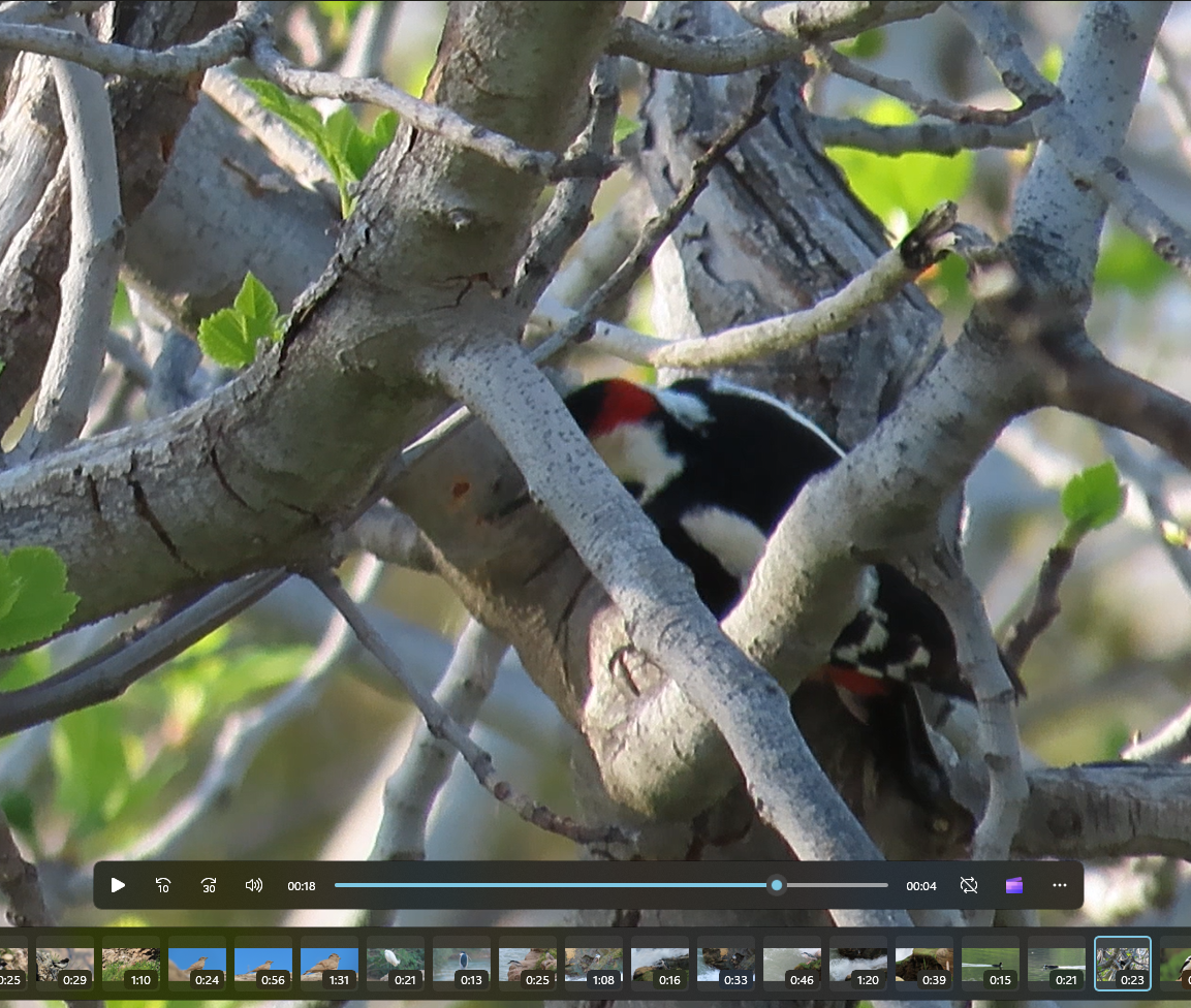 Syrian Woodpecker - ML609013715