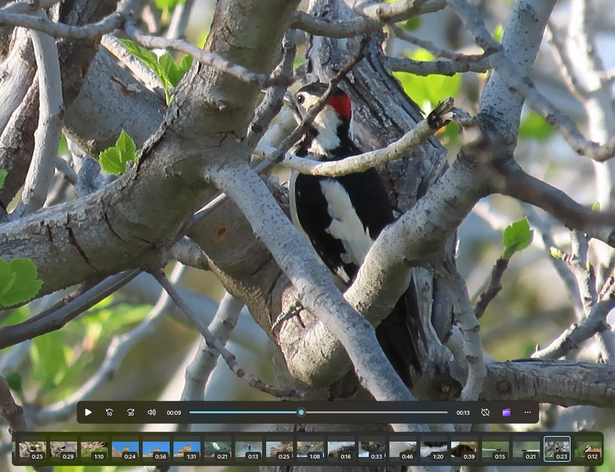 Syrian Woodpecker - ML609013716