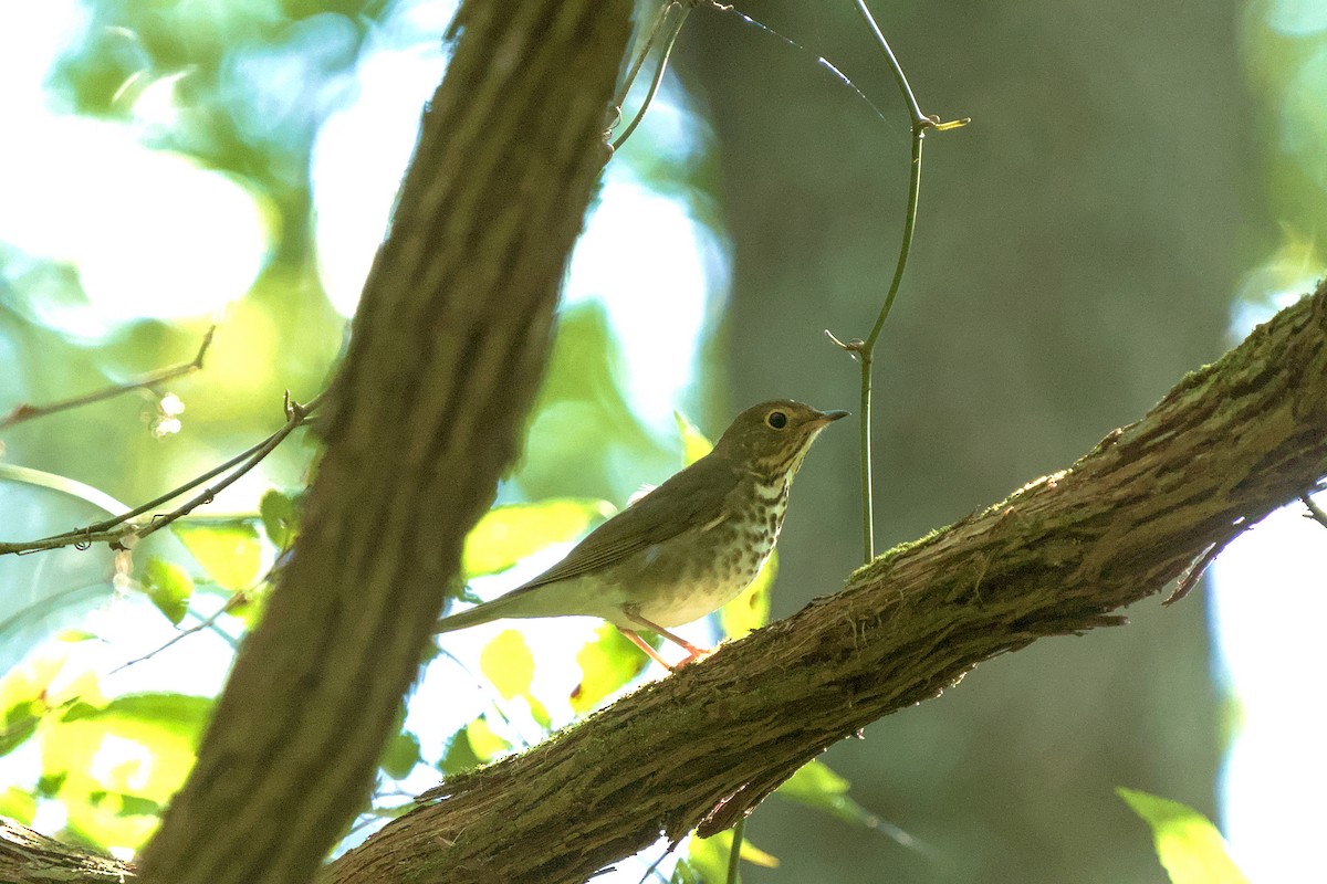 Swainson's Thrush - ML609013724