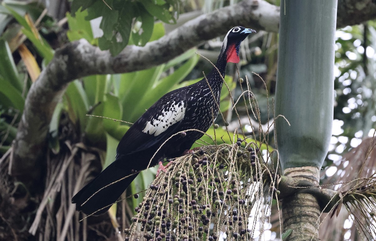 Black-fronted Piping-Guan - Anne Bielamowicz