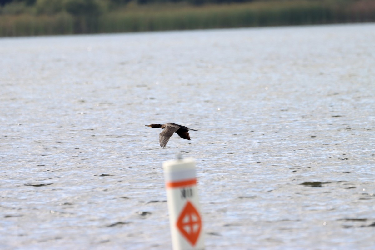 Double-crested Cormorant - ML609013805