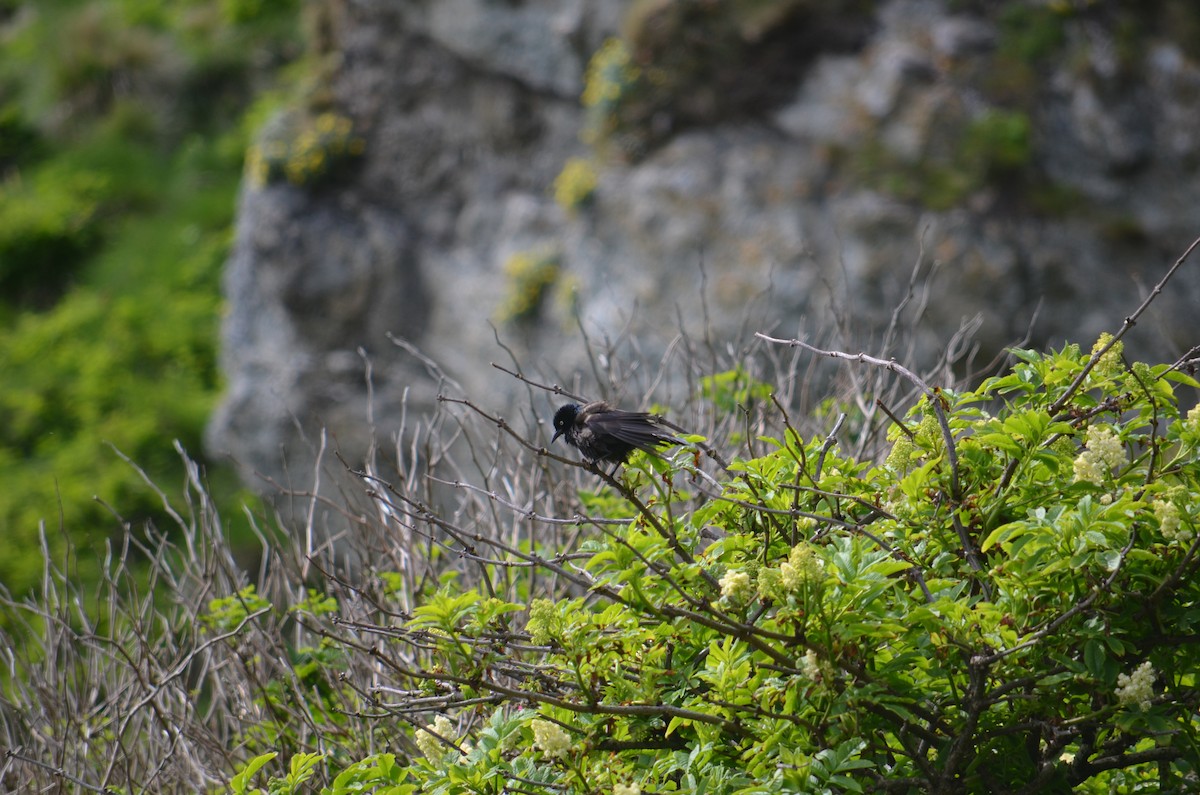Common Grackle - ML60901391