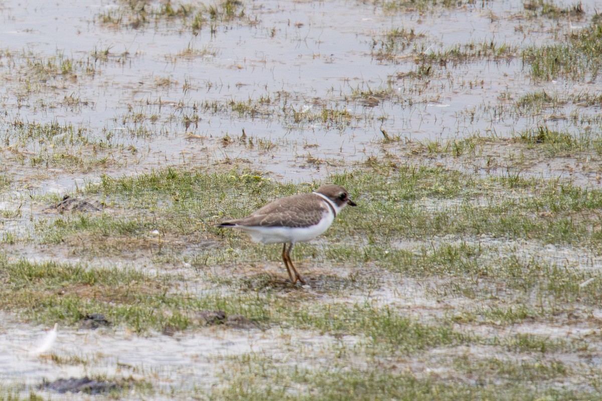 Semipalmated Plover - ML609014016