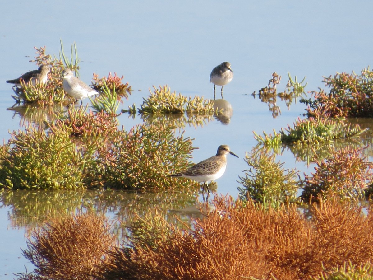 Baird's Sandpiper - ML609014100