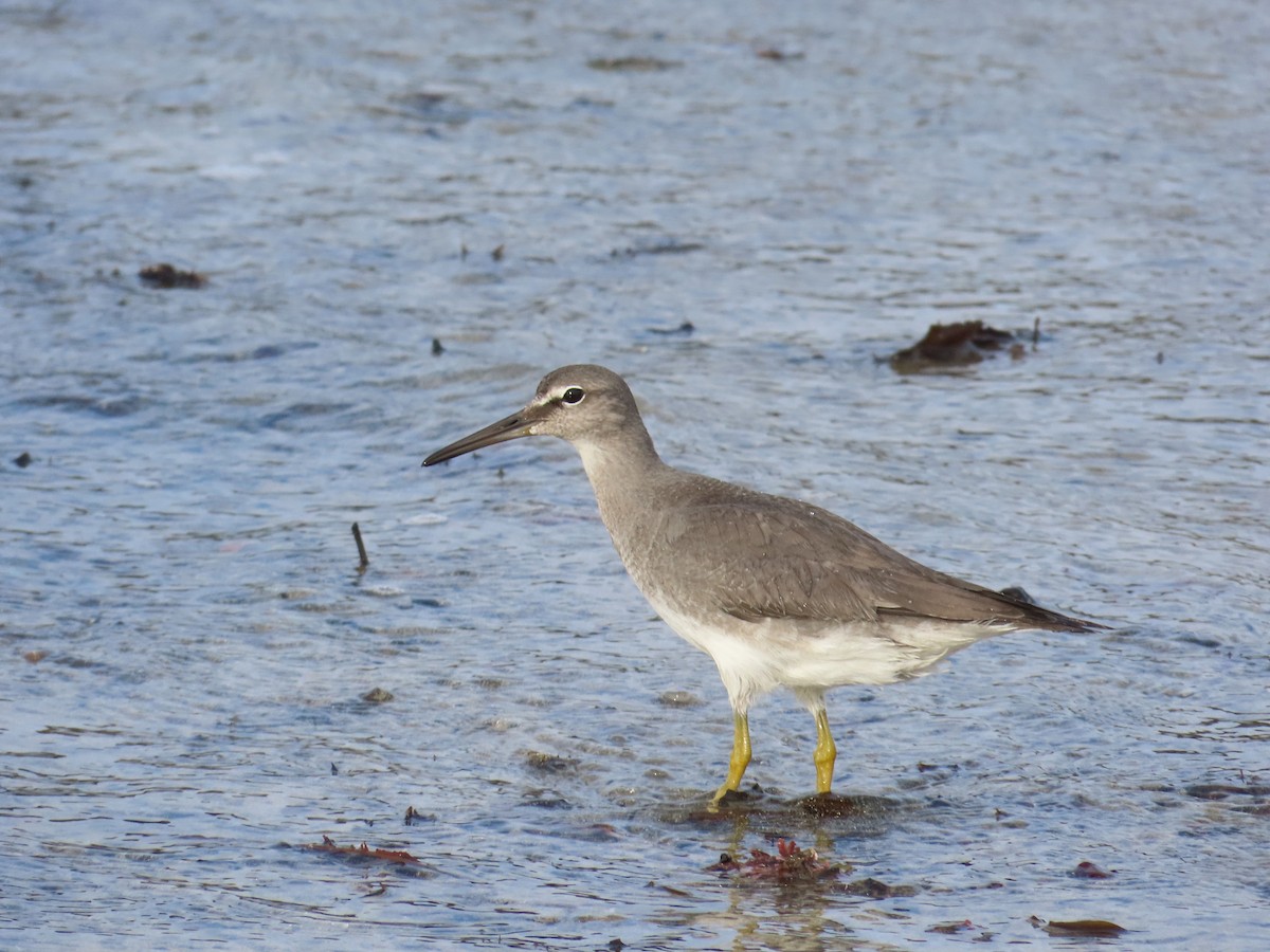 Wandering Tattler - ML609014169