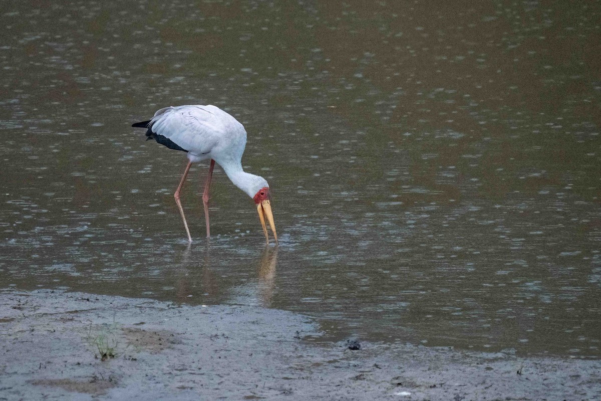 Yellow-billed Stork - ML609014384