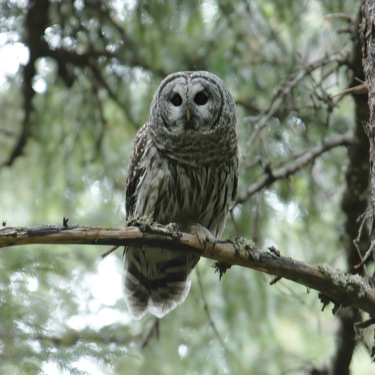 Barred Owl - Gary Rosenberg