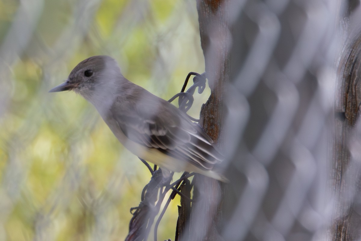 Brown-crested Flycatcher - ML609014629