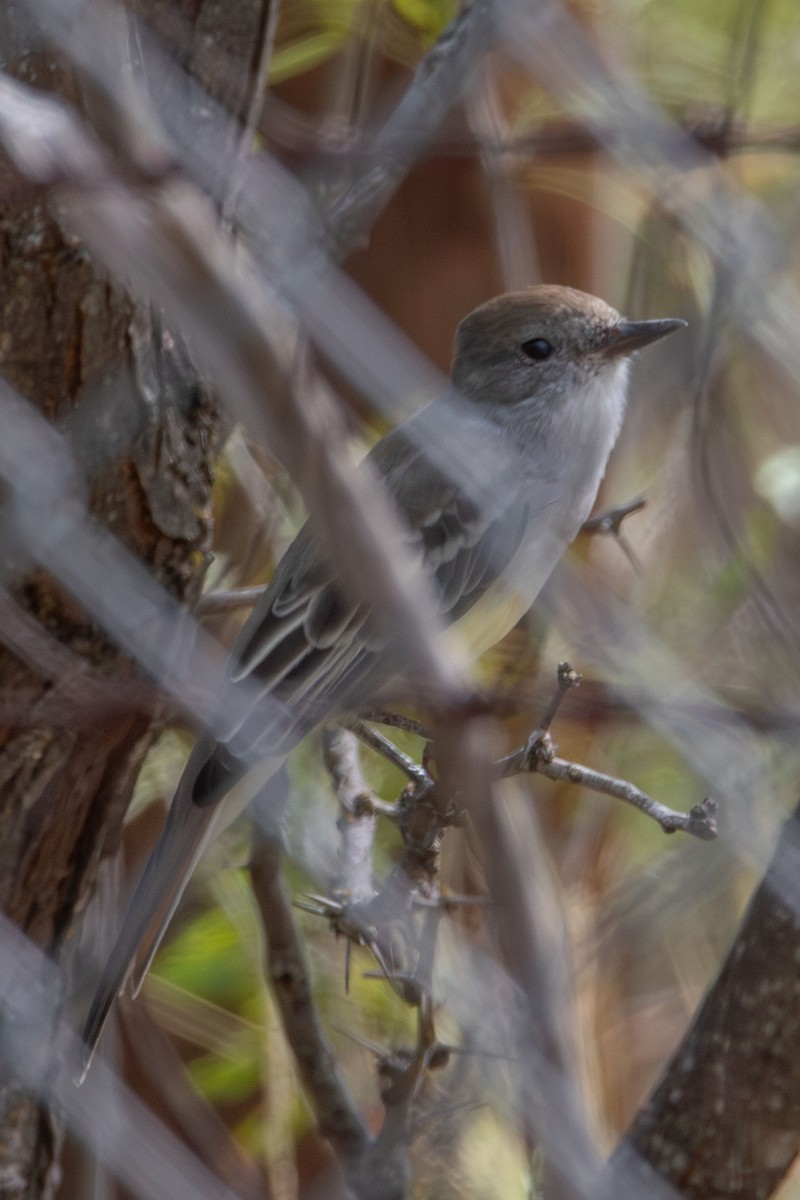 Brown-crested Flycatcher - ML609014630