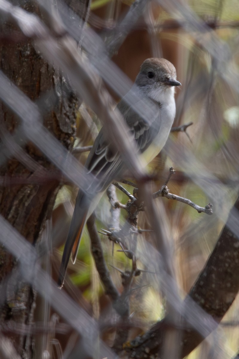 Brown-crested Flycatcher - ML609014632