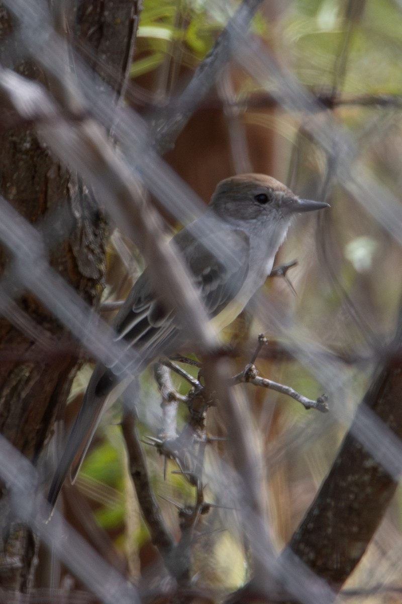 Brown-crested Flycatcher - ML609014633