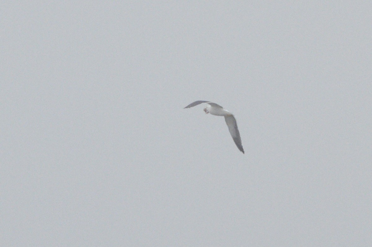 Lesser Black-backed Gull - ML609014647