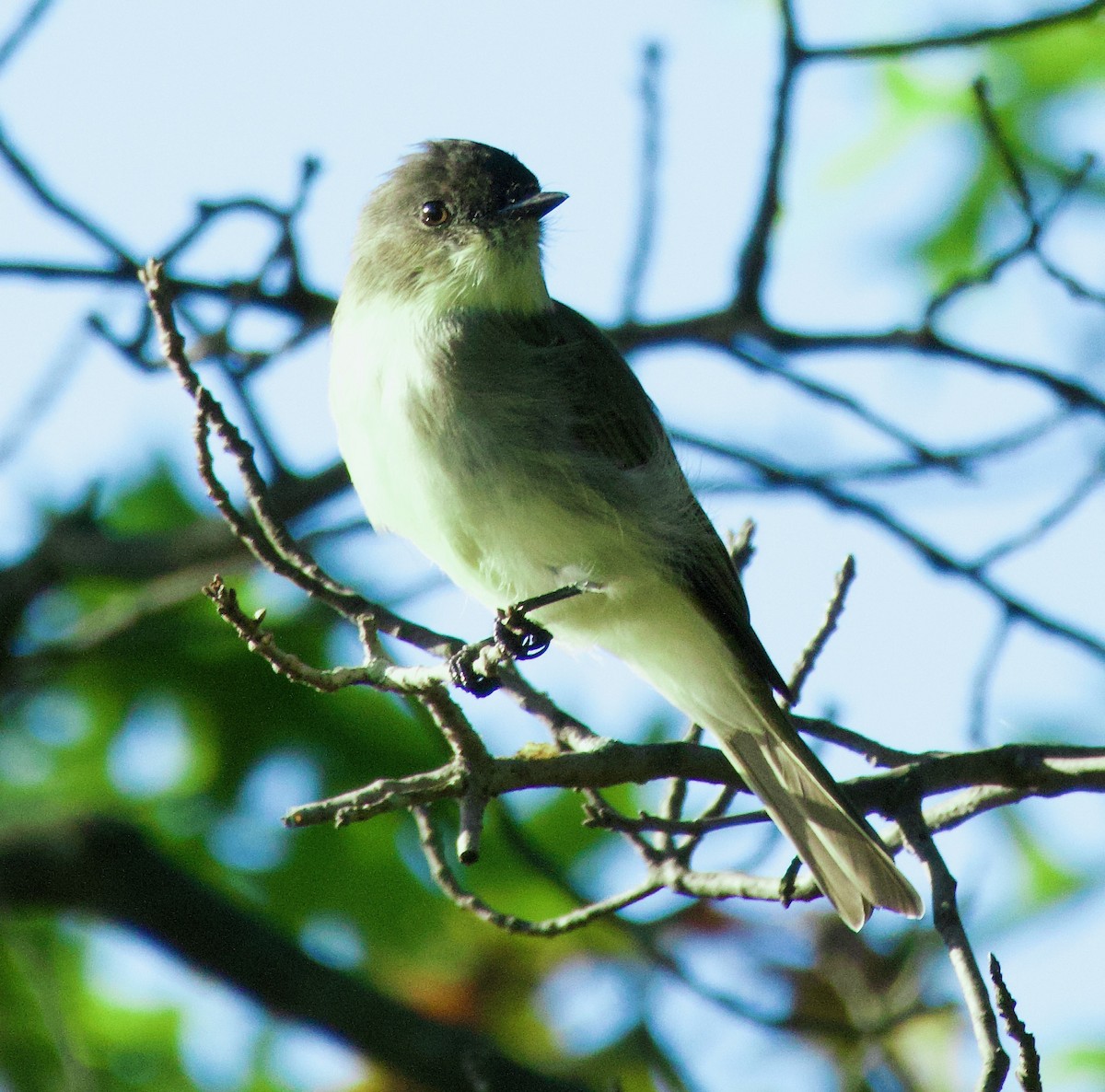 Eastern Phoebe - ML609014687