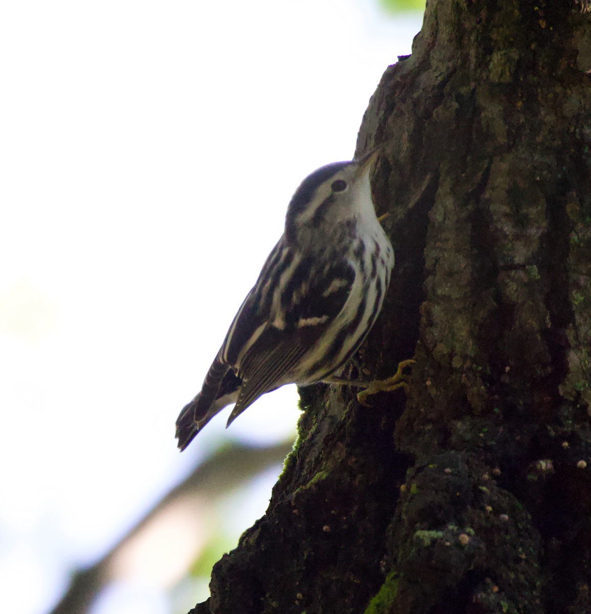 Black-and-white Warbler - ML609014701