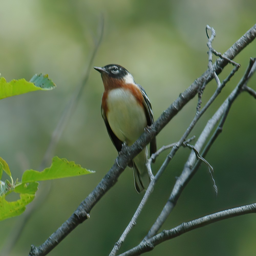 Braunkehl-Waldsänger - ML609014723