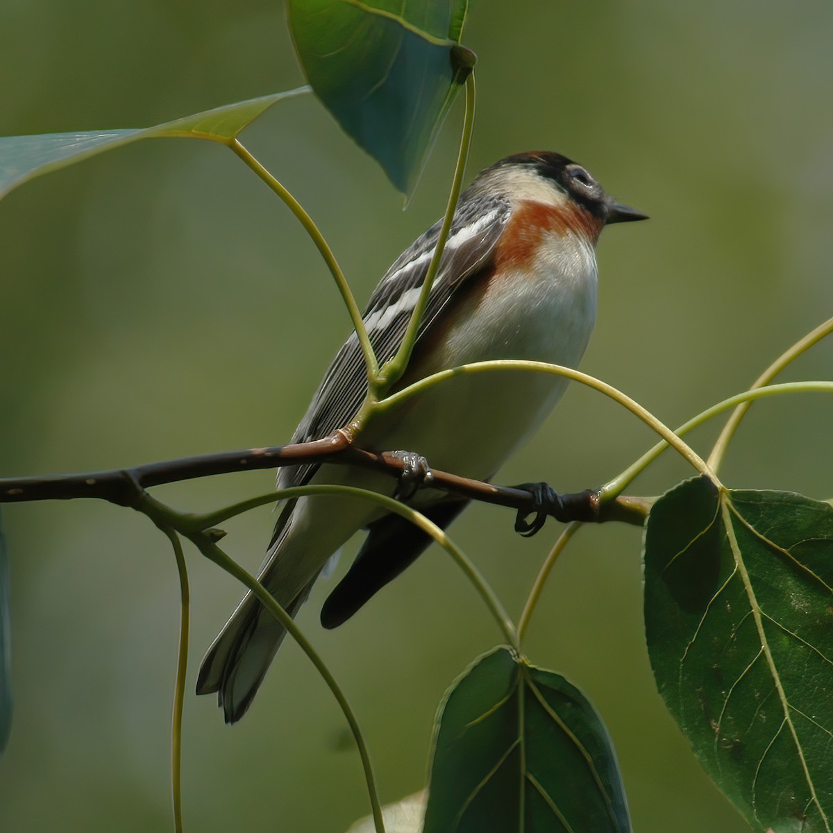 Bay-breasted Warbler - ML609014726