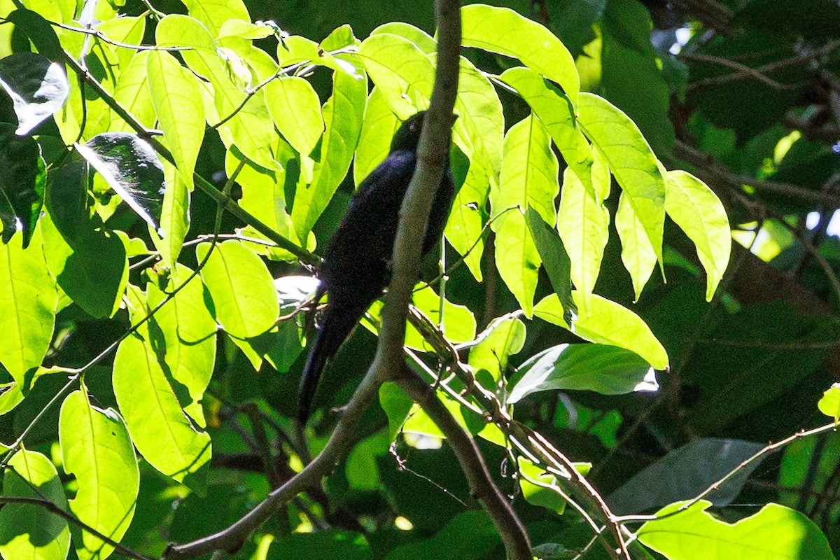 Drongo de Sharpe (occidentalis) - ML609014756