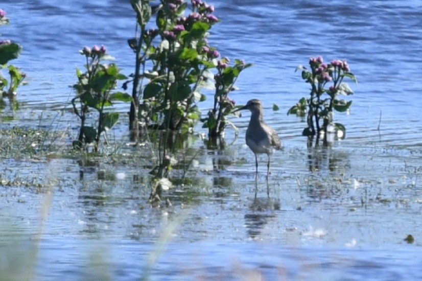 Pectoral Sandpiper - ML609014759