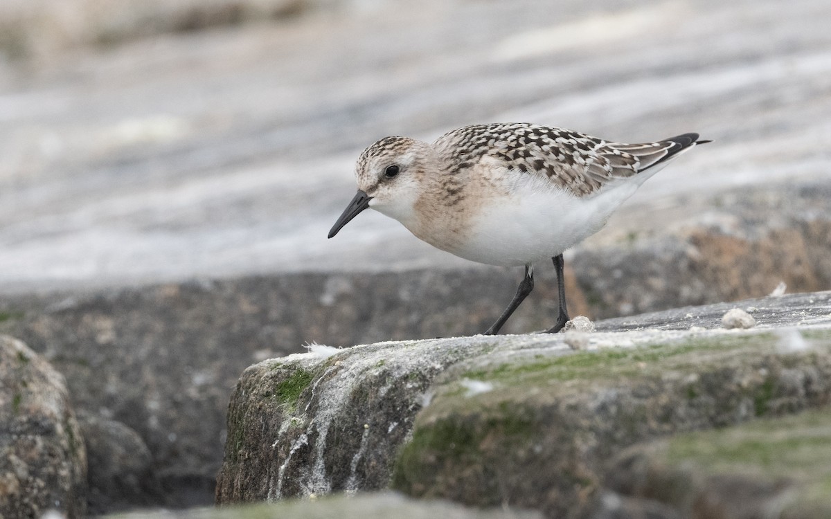 Sanderling - ML609014779