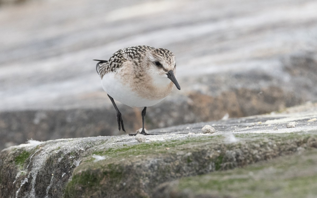 Sanderling - ML609014785