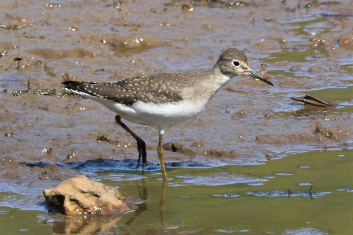 Solitary Sandpiper - ML609014797