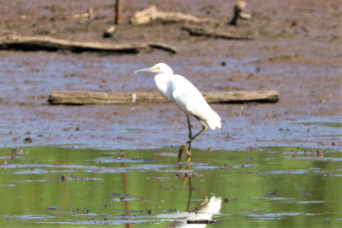 Snowy Egret - ML609014801