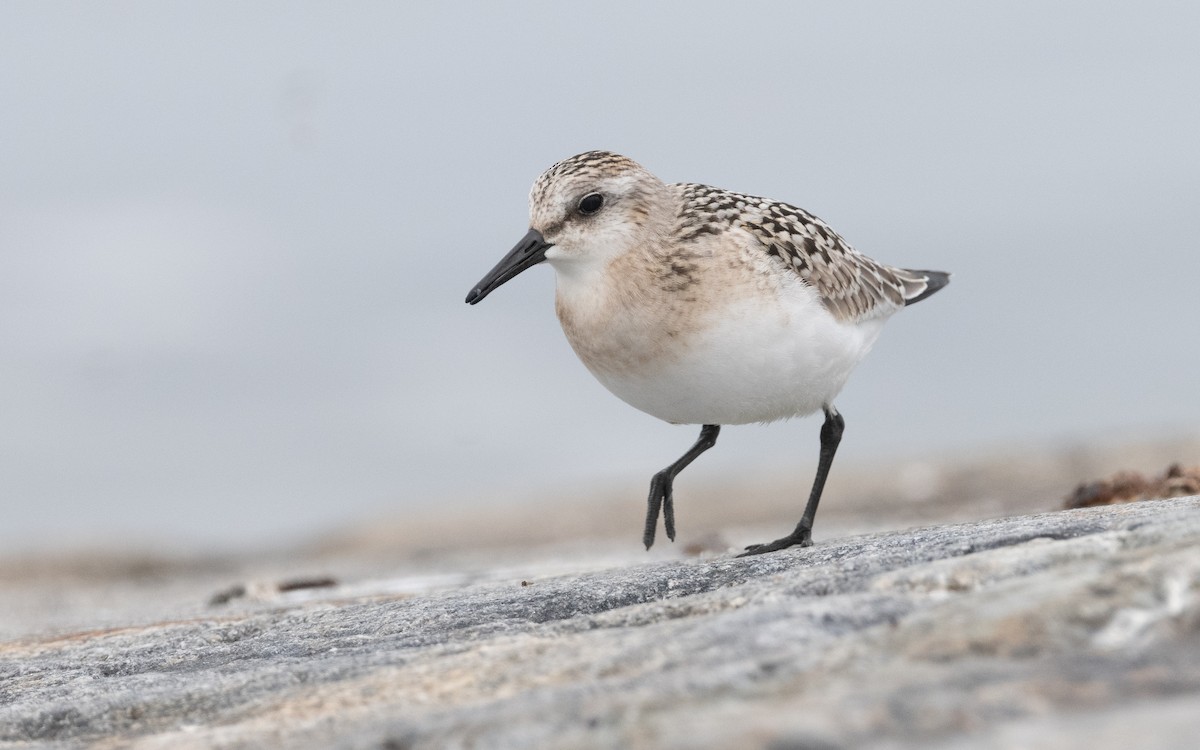 Sanderling - ML609014809