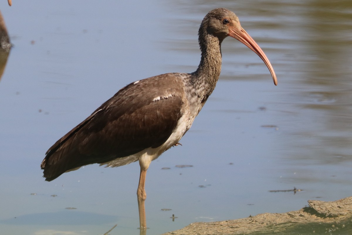 Ibis blanc - ML609014811