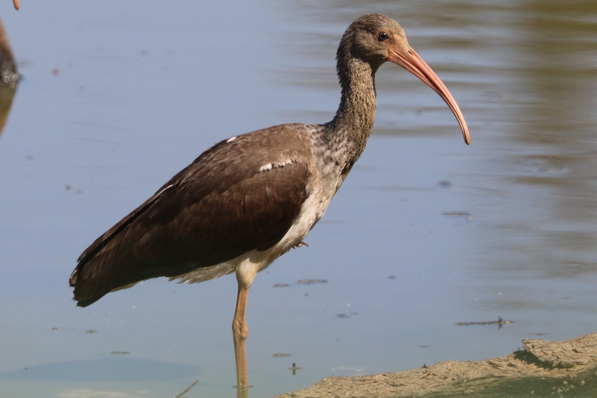 White Ibis - ML609014811