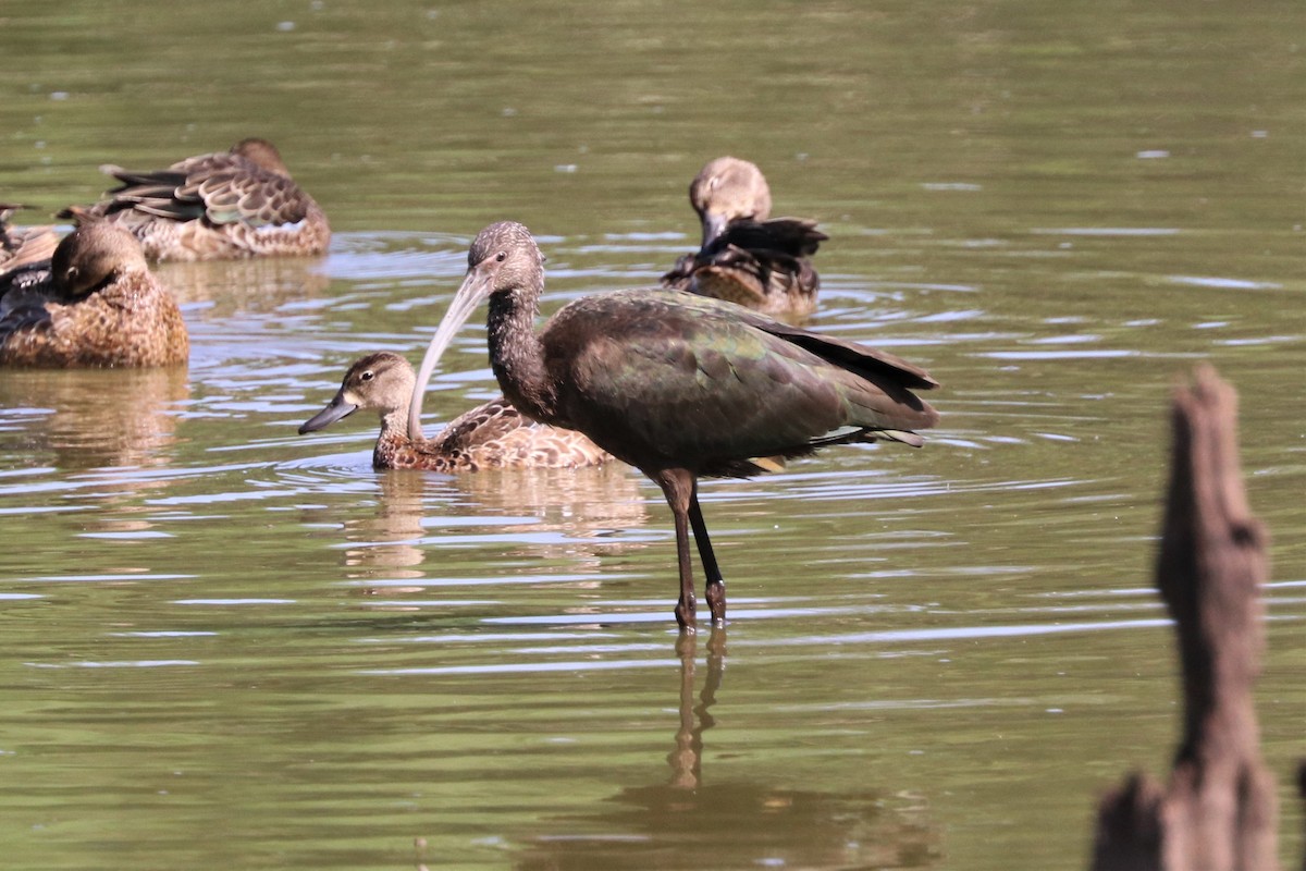 Ibis à face blanche - ML609014817