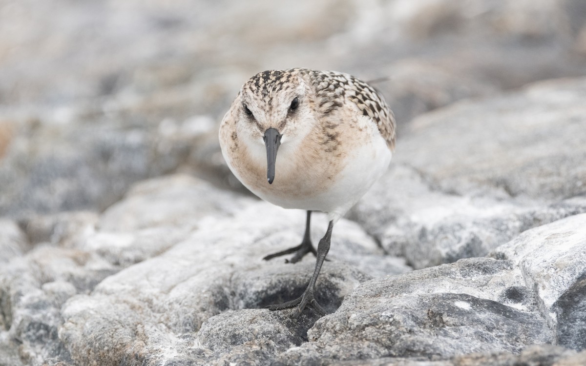Sanderling - ML609014818