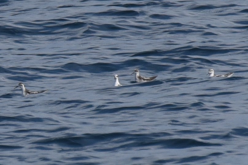 Red-necked Phalarope - ML609014820