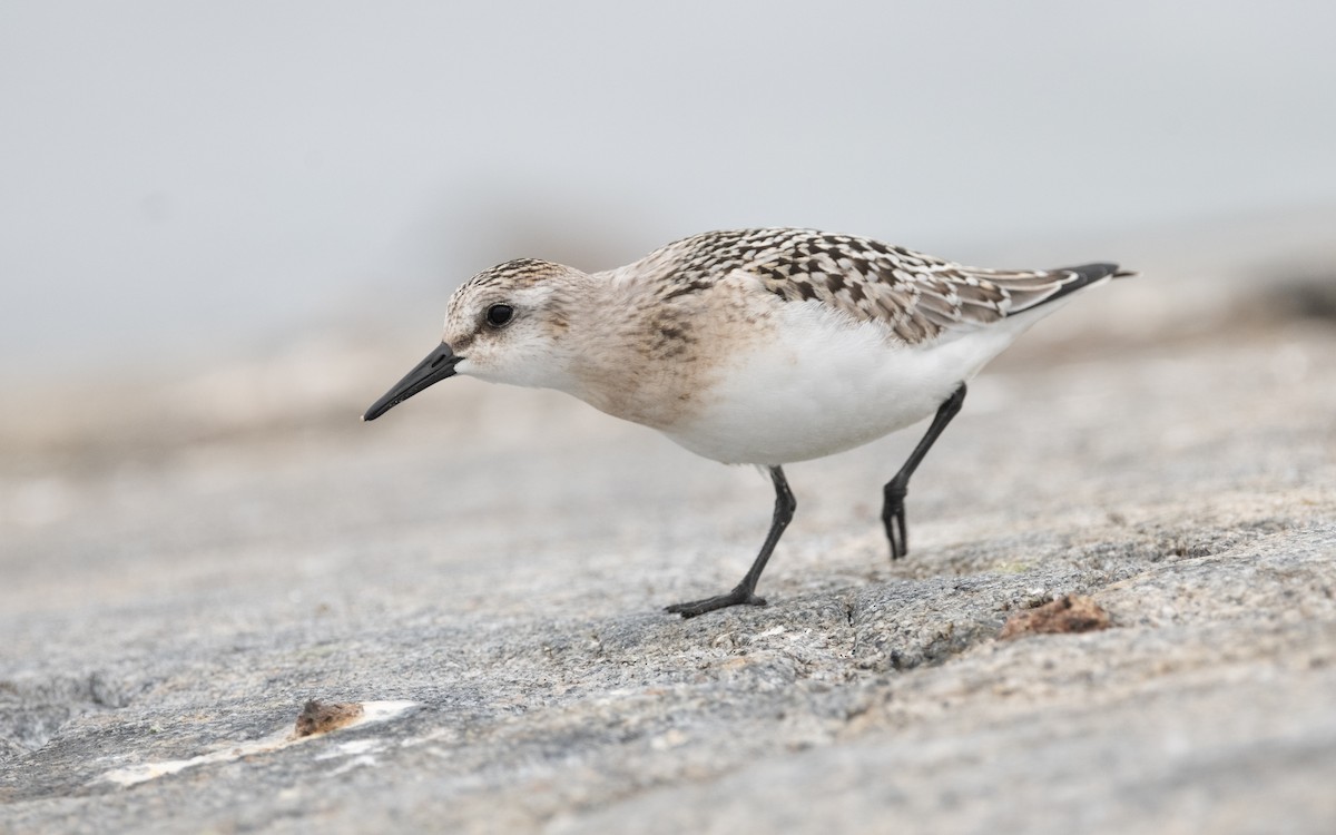 Sanderling - ML609014834
