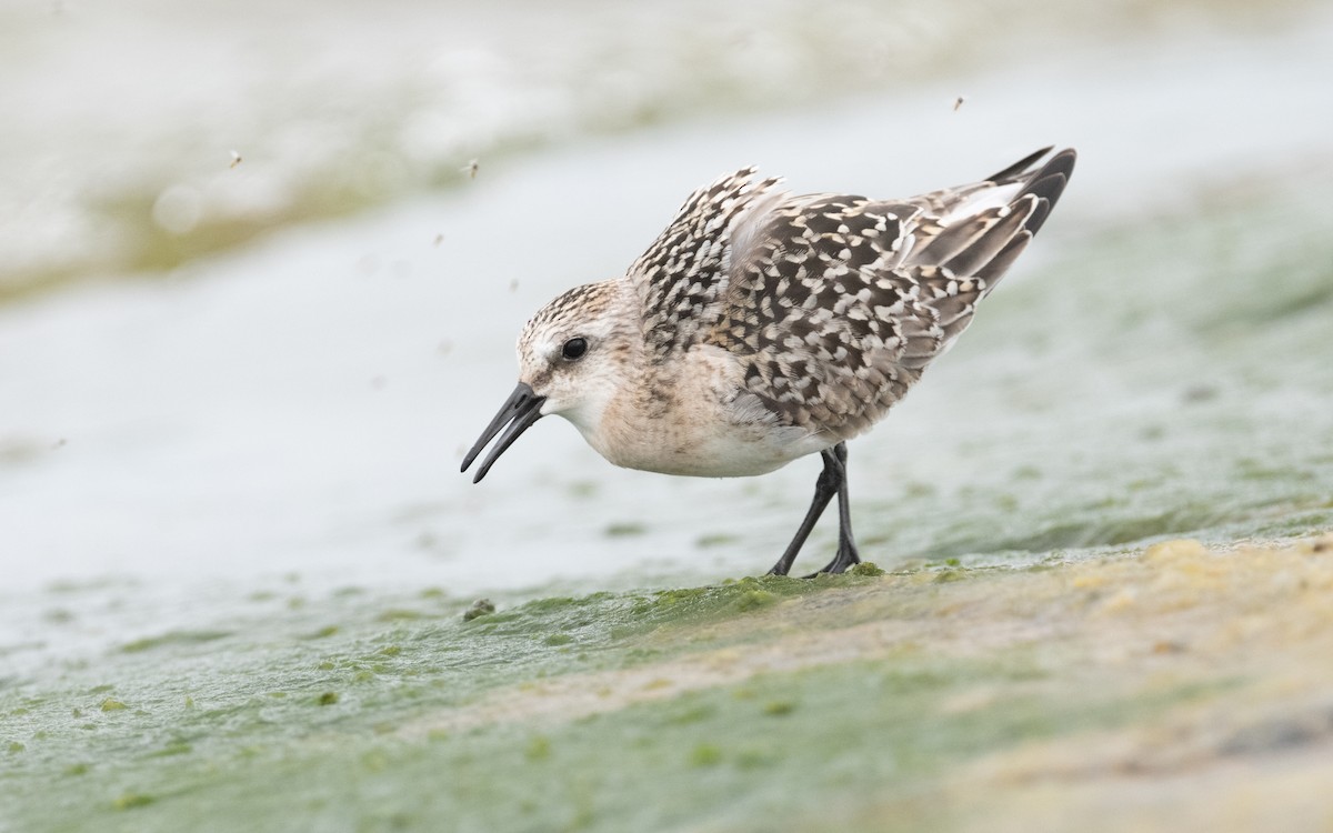 Sanderling - ML609014847